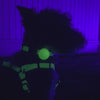Dog Airtag Holder Glow in the Dark, Lights Up