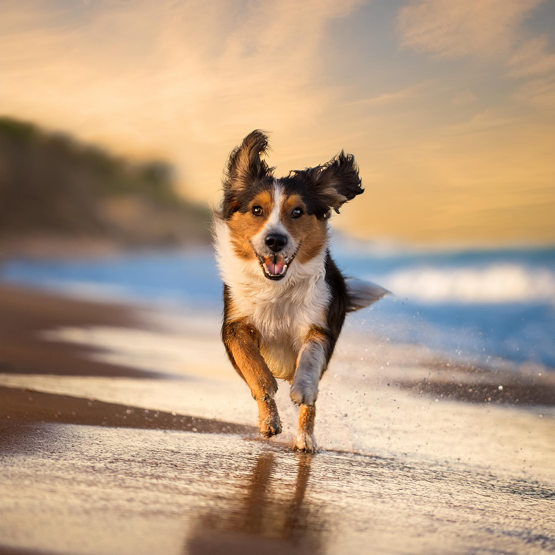A dog running by the beach making the collar dirty and the owner washes it with ease.