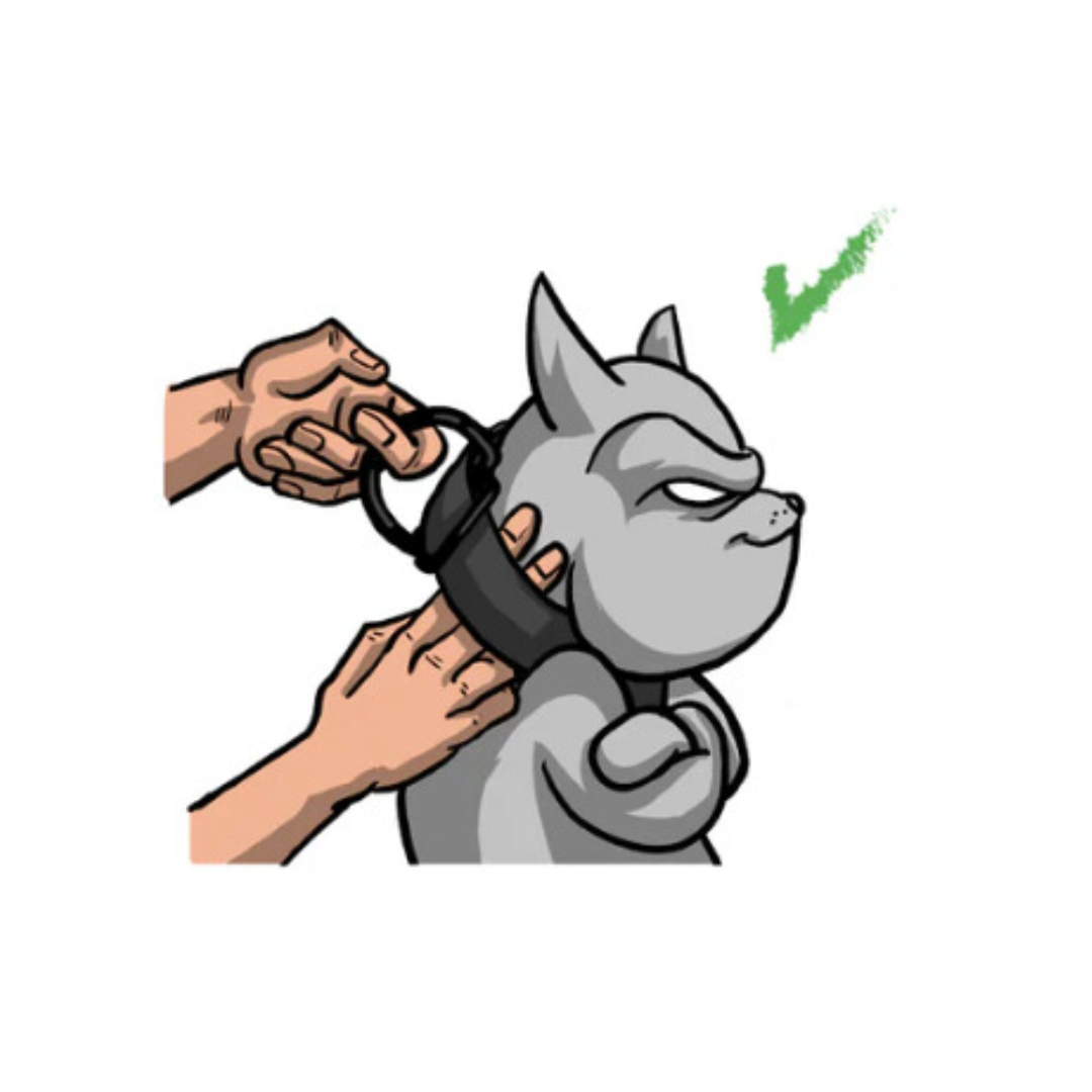 How to properly fit a collar on a dog. A step by step guide