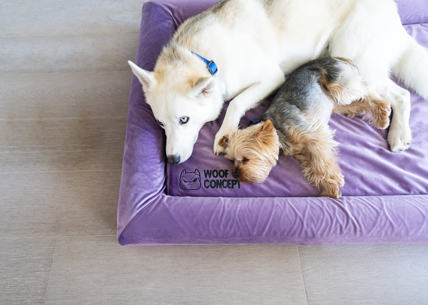 Why Your Dog's Sleep Matters: Is the Cloud 9 Dog Bed the Solution?