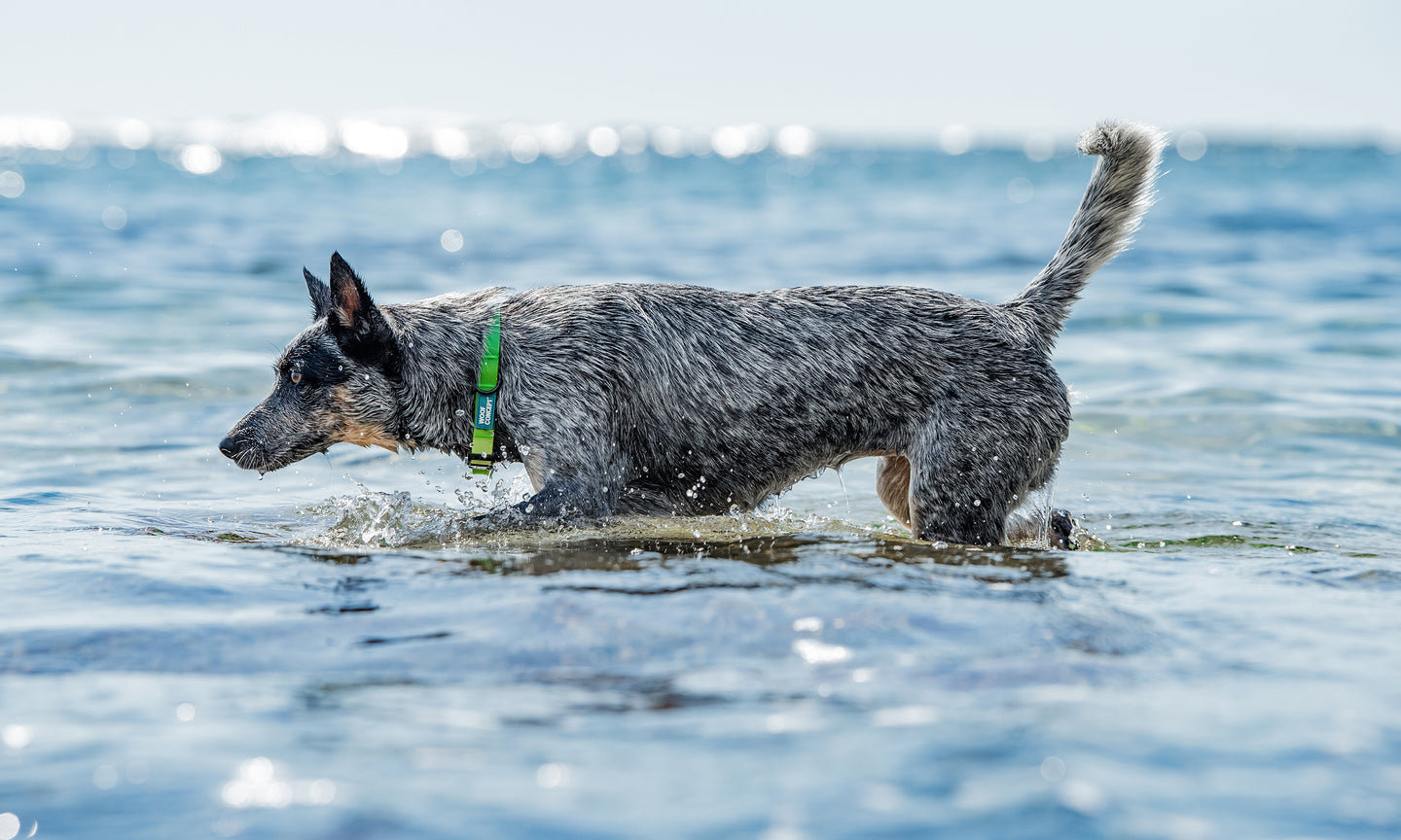 Waterproof Dog Collar