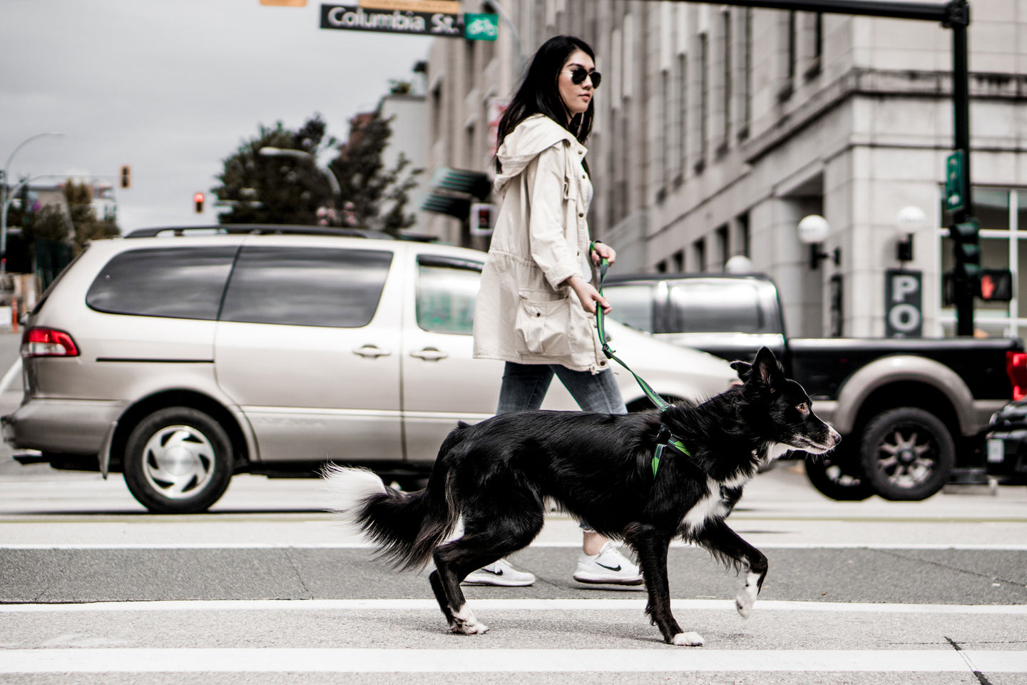 Dog Collar, Leash and Harness