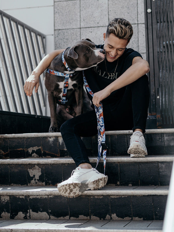 Dog collar, leash and harness