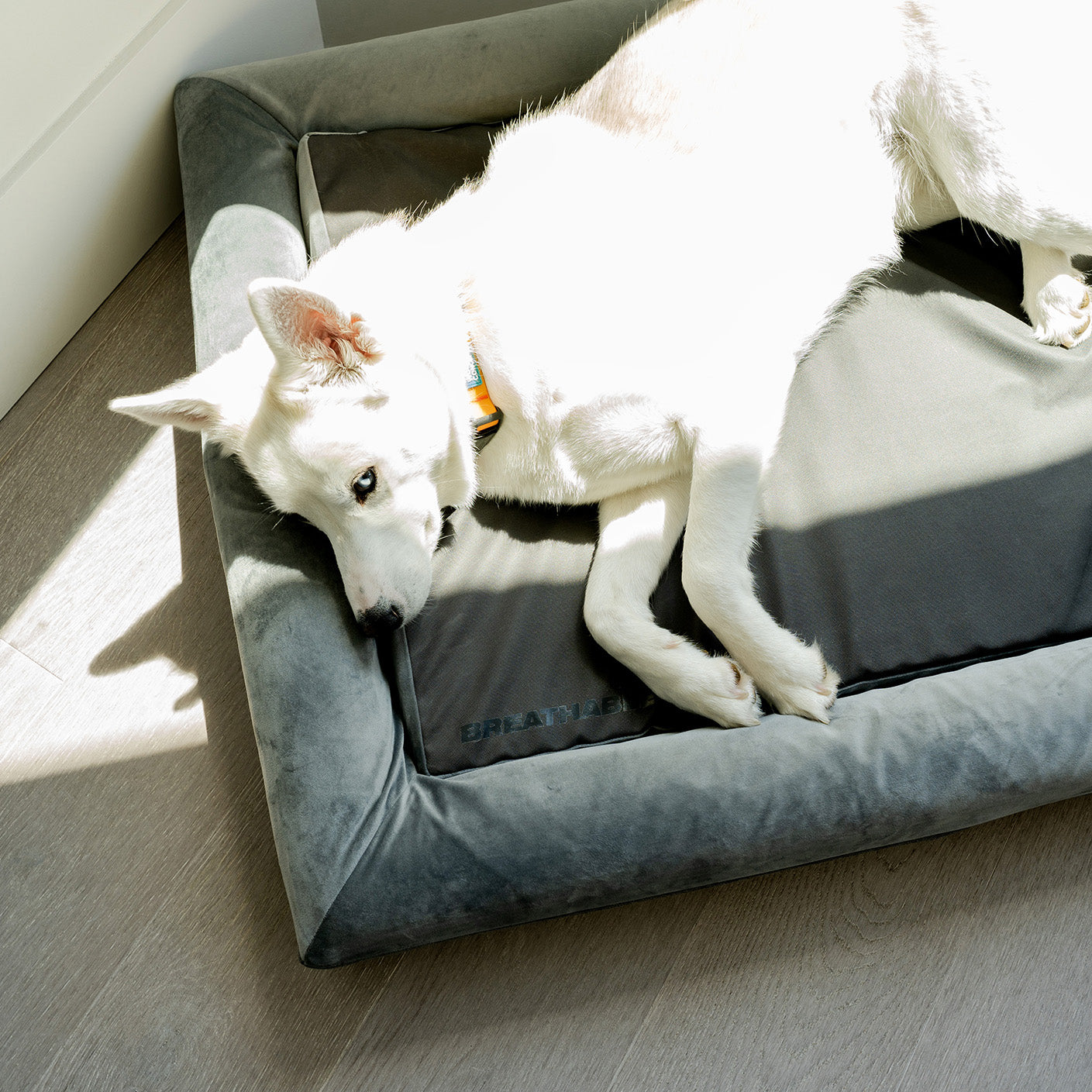 Cloud 9 Dog Bed Woof Concept Products Ltd