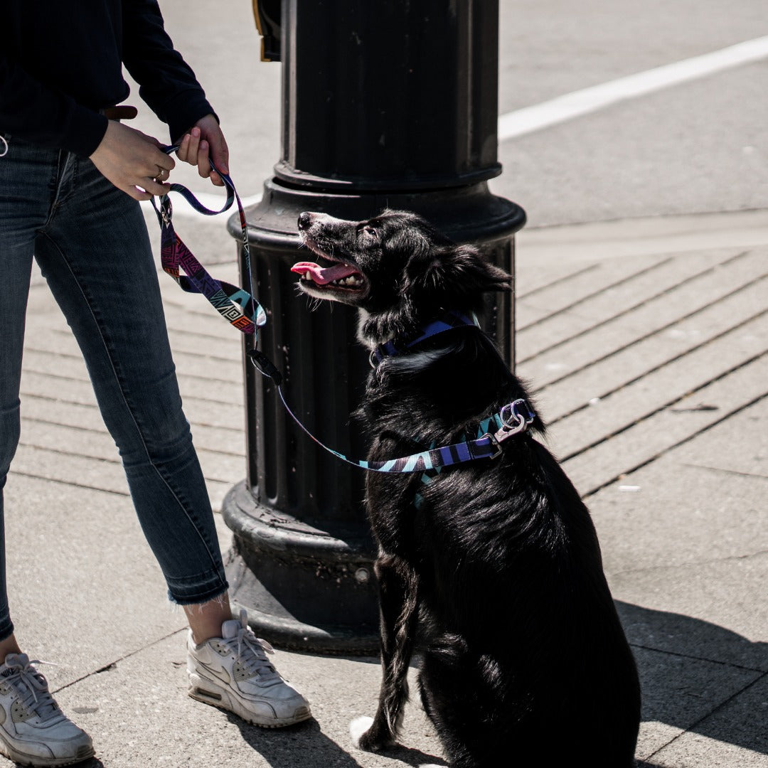 Disco dog collar deals