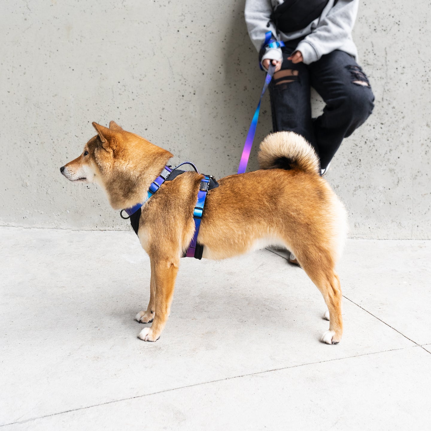 a dog wearing a Max Control Harness from Woof Concept. Made in Canada 
