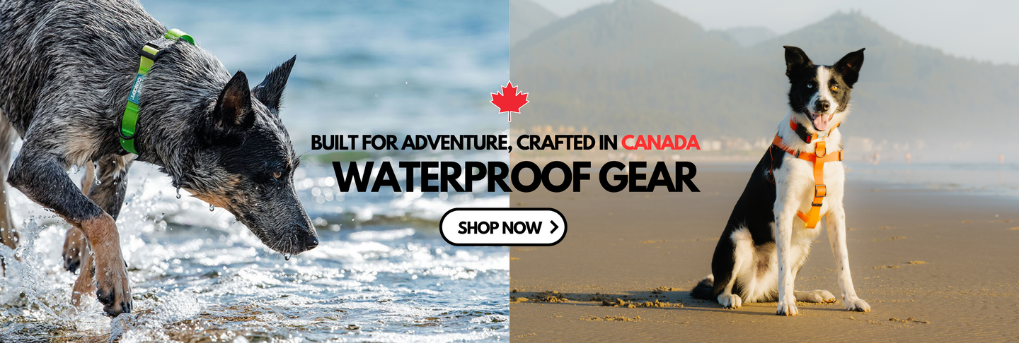 Waterproof Dog collars, leashes and harnesses made in Canada. This banner shows two dogs wearing Woof Concept's candian made collar and leash by the beach showing the waterproof feature. 