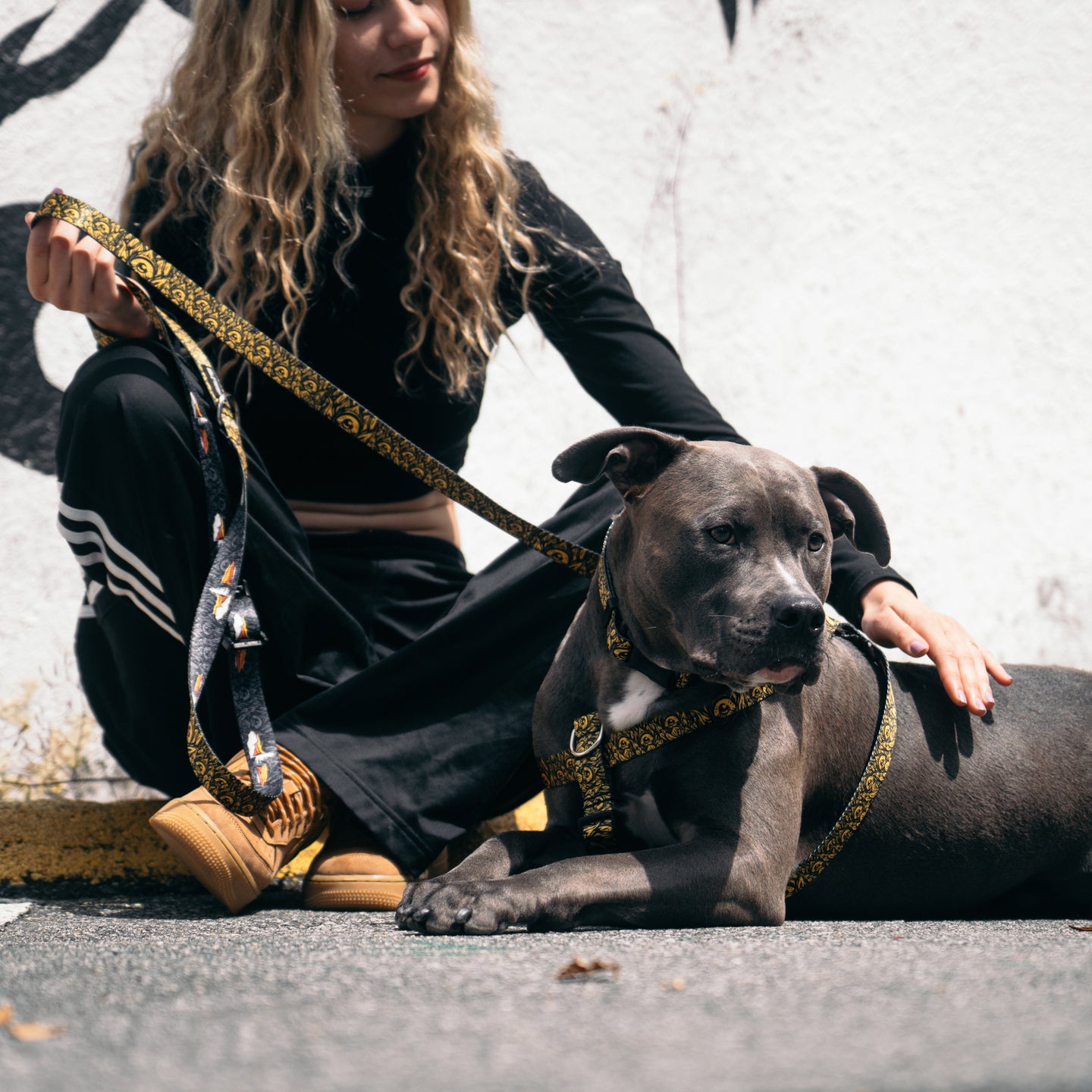 Dog Collar, leash and harness