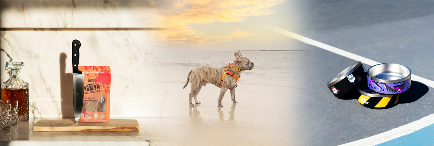 Waterproof Dog Collar, Leash and Harness