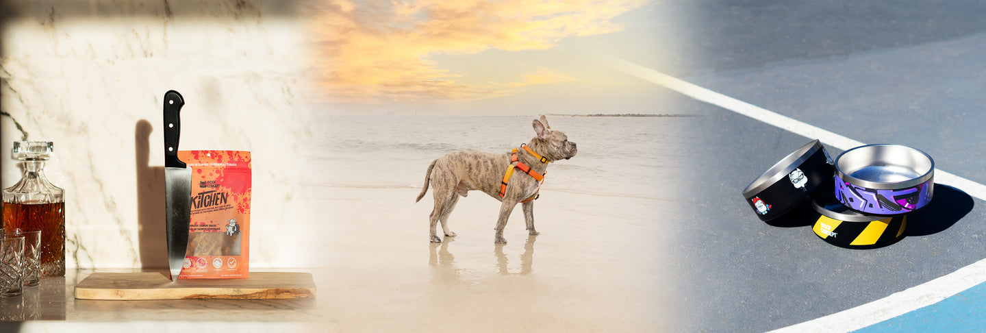 Waterproof Dog Collar, leash and Harness