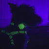 Woof Concept Dog Airtag Holder Glow in the Dark and shot in a dark setting showcasing the glow of the AirTag Holder. 