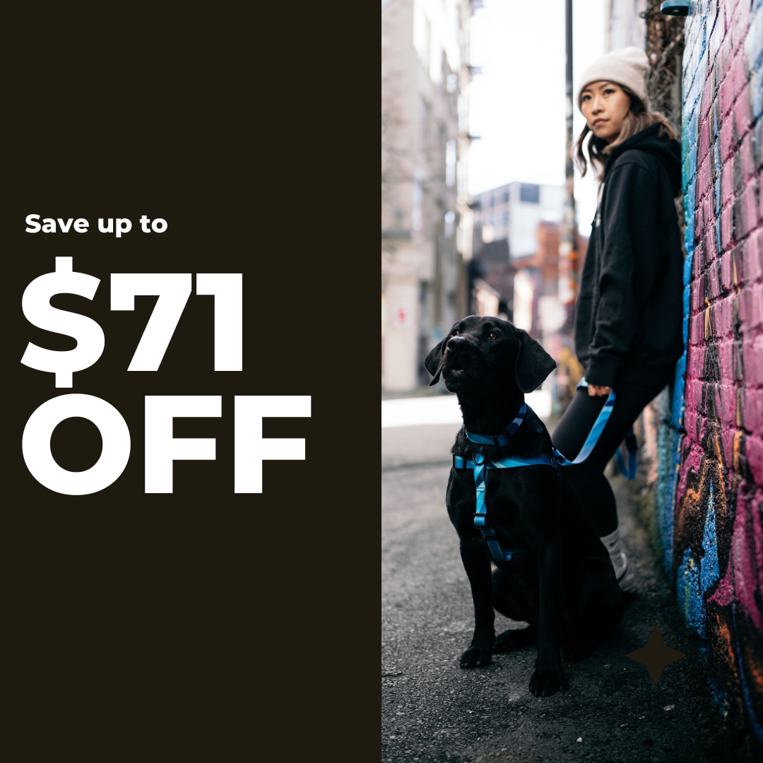 Dog Collar, Leash and Harness