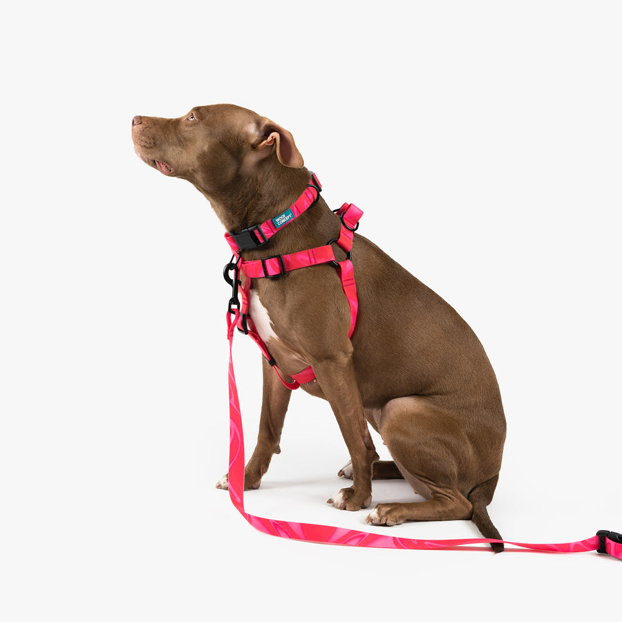 Dog Bundle Leash, Collar, Harness, Bowl, Treat