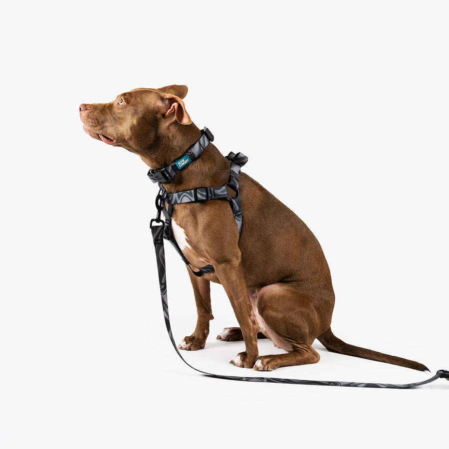 Waterproof Dog Leash, Collar, Harness, Bowl, Treat