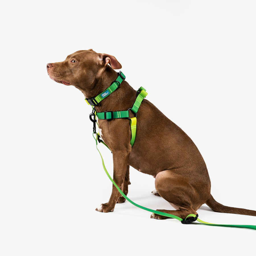 Dog Leash, Collar, Harness, Bowl, Treat