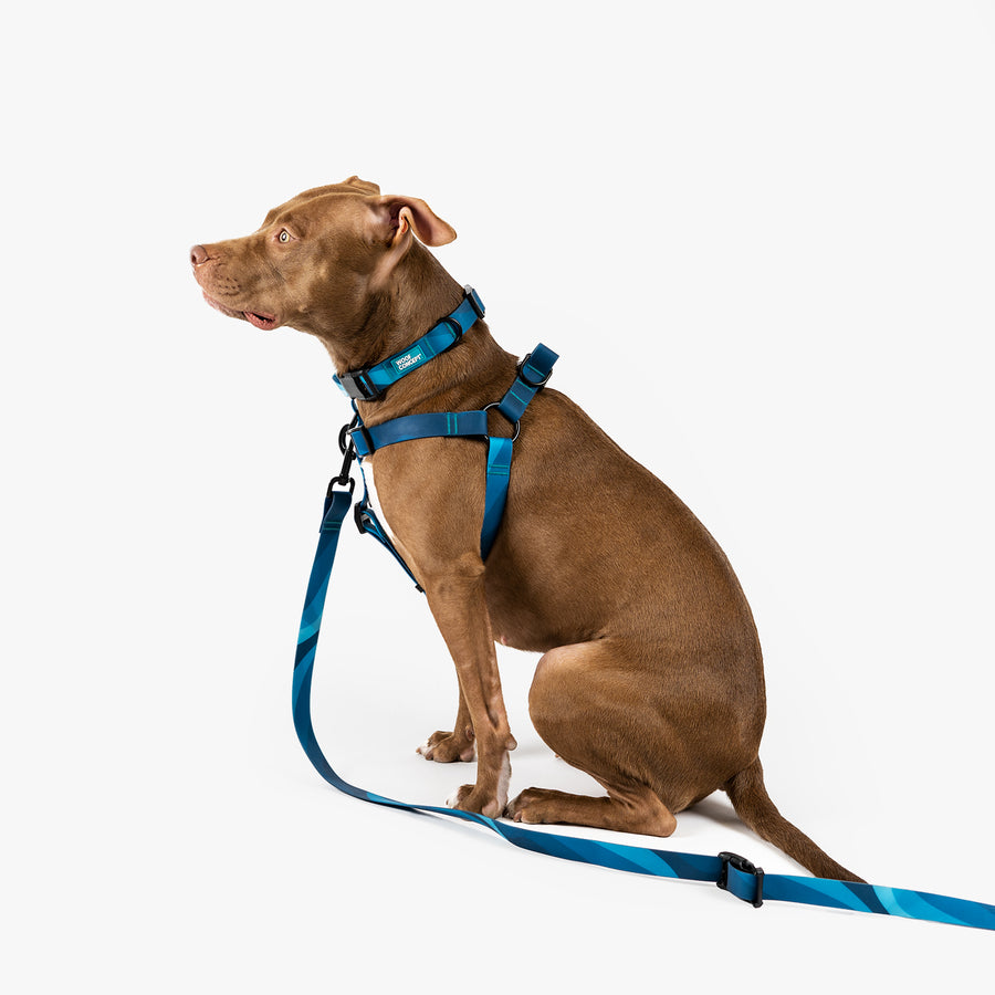 Dog Leash, Collar, Harness, Bowl, Treat