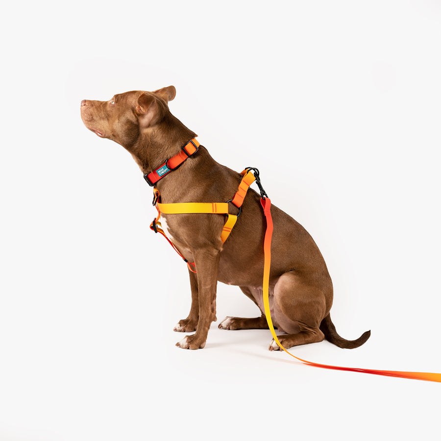 Waterproof Dog Collar, Leash, Harness, Dog Bowl, Treat